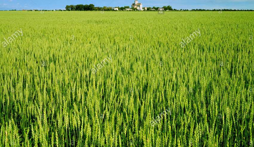 img empty - چه عواملی باعث تولید یک آسانسور دوستار محیط زیست و سبز می شود ؟